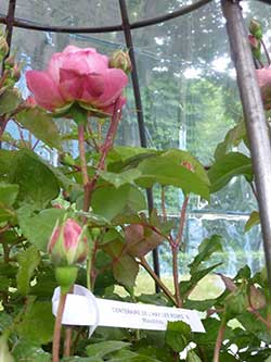 Les Amis Du Vieux L´Haÿ - Rendez vous aux Jardins - La rose centenaire de la Roseraie